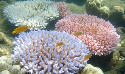Suy giảm san hô cứng trên Great Barrier Reef năm 2025